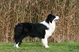 BORDER COLLIE 1387